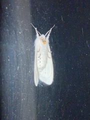 Spilosoma