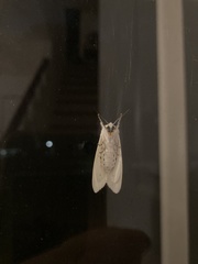 Spilosoma