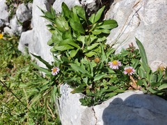 Erigeron glabratus