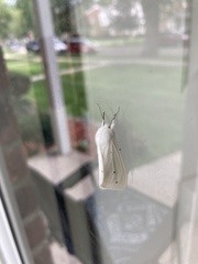 Spilosoma