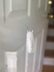 Spilosoma