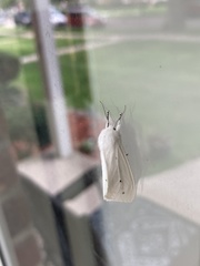 Spilosoma