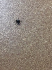 Salticidae