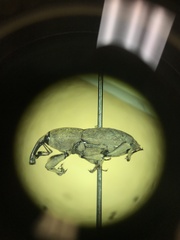 Sphenophorus callosus