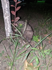 Erinaceus roumanicus