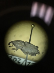 Sphenophorus callosus