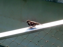 Passer domesticus