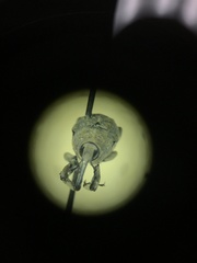 Sphenophorus callosus