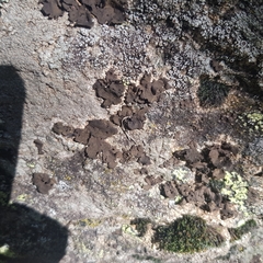 Umbilicaria polyphylla