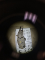 Sphenophorus callosus
