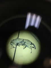 Sphenophorus callosus
