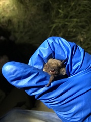 Myotis velifer