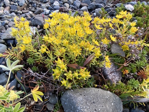 lomikameň vždyzelený (Saxifraga aizoides)