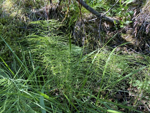 Preslica (Equisetum)