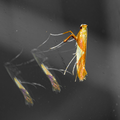 Caloptilia packardella