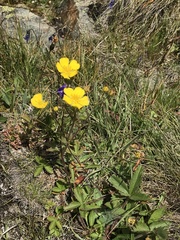 Potentilla grandiflora