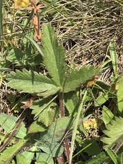 Potentilla grandiflora