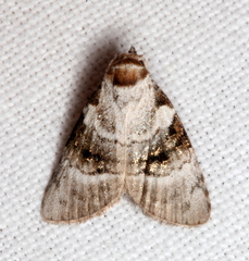 Acatapaustus metallopa