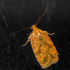 Agonopterix robiniella