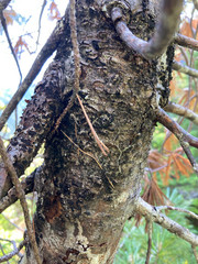 Cronartium ribicola