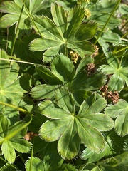 Alchemilla faeroensis, photograph author not stated, no rights reserved