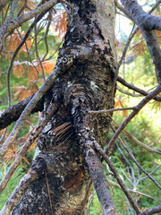 Cronartium ribicola
