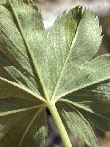 Alchemilla faeroensis, photograph 5