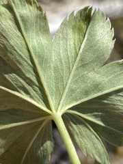 Alchemilla faeroensis, photograph author not stated, no rights reserved