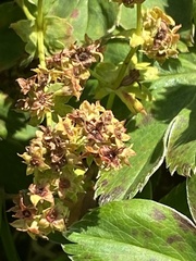 Alchemilla faeroensis, photograph author not stated, no rights reserved