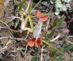 Cupido comyntas texana