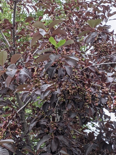 Chokecherry Midge photo 5