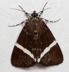 Coenotoca subaspersa