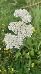 Achillea millefolium