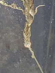 Phyllocrania