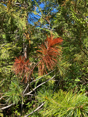 Cronartium ribicola