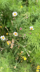 Symphyotrichum subulatum
