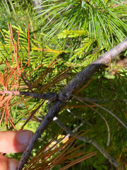 Cronartium ribicola