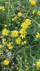 Senecio inaequidens
