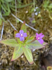 Epilobium alsinifolium