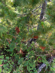 Cronartium ribicola
