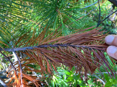 Cronartium ribicola