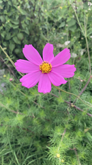 Cosmos bipinnatus
