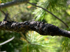 Cronartium ribicola