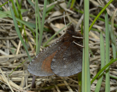 Erebia discoidalis