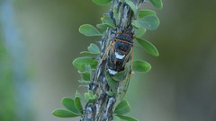 Diceroprocta cinctifera