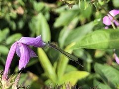 Enallagma divagans