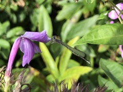 Enallagma divagans