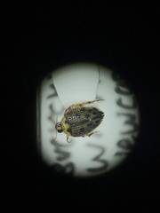 Peltodytes edentulus