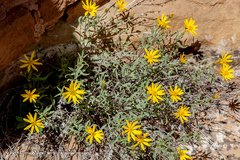 Heterotheca polothrix