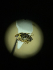 Peltodytes edentulus